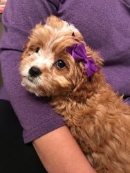 Cavapoo puppies for rehoming
