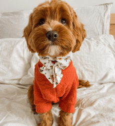 Cavapoo puppies available for sale