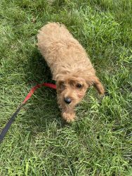 Cavapoo Puppy for sale!