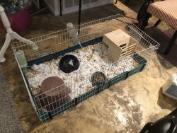 5 guinea pigs with cage and supplies