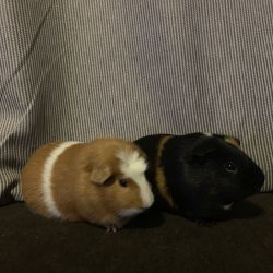 Two Male Guinea Pigs