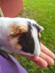 Audra—female guinea pig