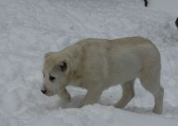 1 Female Central Asian Shepard Puppies