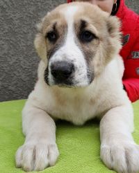 FOR SALE PUPPIES CENTRAL ASIAN SHEPHERD, ALABAI from GIANT size dogs!