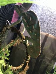 Chameleon for sale everything included