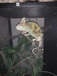 Adult male Vailed chameleon