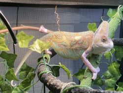Free adult piebald veiled chameleon for adoption (Baltimore)