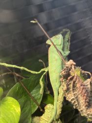 Chameleon young