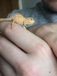 Baby Ambinosey Chameleons For Sale