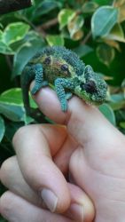 Midlands Dwarf Chameleons
