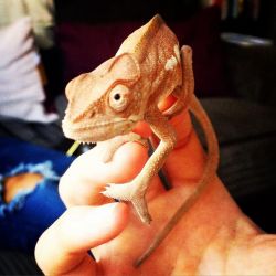 Beautiful Little Female Panther Chameleon