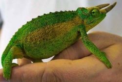 Female Jackson Chameleon