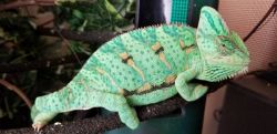 Adorable Chameleon available