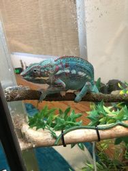 Male Panther Chameleon looking for forever home