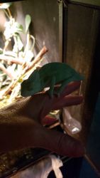 Baby veiled chameleons