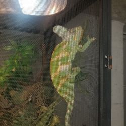 Chameleon for sale with cage