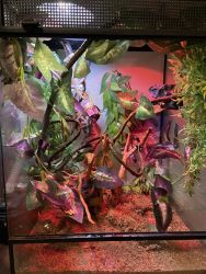 Veiled chameleon plus Cage and all accessories