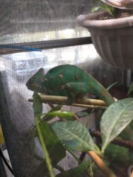 Veiled chameleon with supplies