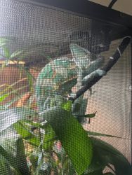 Male Veiled Chameleon and habitat