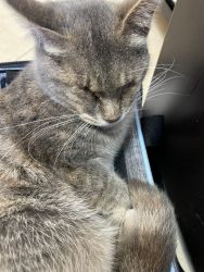 Blind Cat: Needs good quiet home (Milwaukee, WI)