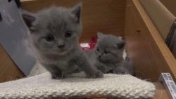 Chartreux Kittens