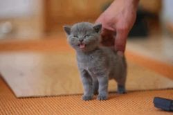 Chartreux Kittens Available