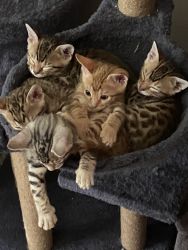 Cheetoh kittens for sale