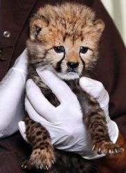 Healthy Cheetah Cubs Vaccinated And Ready For New Home