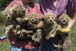 Well Tamed White Tiger Cubs , Cheetah Cubs ,Panther Babies , Lion Cubs