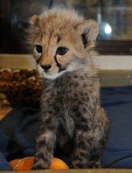 Healthy Cheetah Cubs , Lion Cubs , Tiger Cubs For Sale
