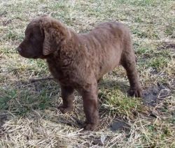 Reference Chesapeake Bay Retriever for sale