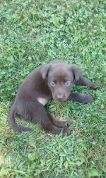 Chocolate Puppy's For Sale