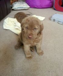 health certified litter Chesapeake Bay Retriever Puppies For Sale