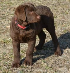Playful Chesapeake Bay Retriever Puppies for Sale