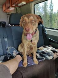 8 month old pure breed Chesepeake Bay Retriever