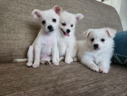 Pomchi Puppies