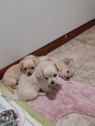 Chipom puppies: two male and one female