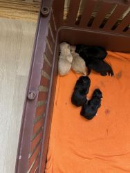 Pomchi puppies in Blackshear, GA