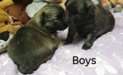 PomChi Puppies - Will be small & fluffy.
