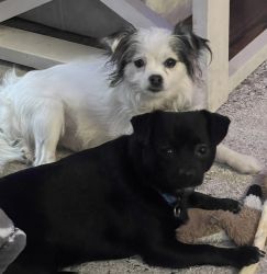 Pomchi puppies looking for a new home