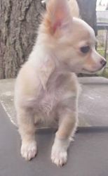 Gorgeous Pomchi Puppy $500