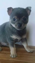 Blue Chihuahua/pomeranian Teacup Male Puppy 7weeks
