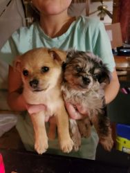 Pomchi puppies ready now born 11/5/2019