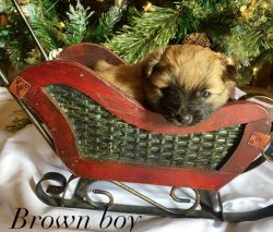 Pomeranian Chihuahua Puppies!! (Ready for Christmas)