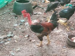 Country Naked Neck Chicken( Naadan)