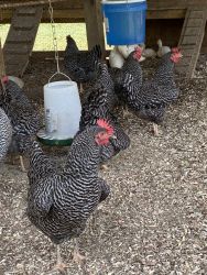 Barred Rock laying hens