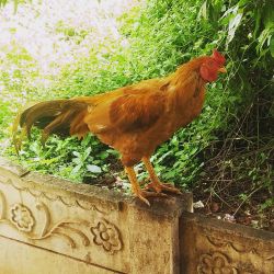 Rooster and hen is for sale