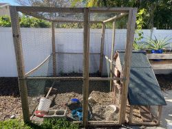 Chicken and rooster with cage
