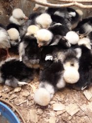 Polish chicks