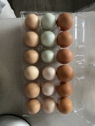 Barn yard mix, Bresse Hybrids, Olive Eggers (chicks and eggs)